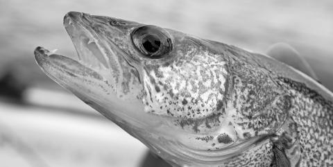 The intent of catch-and-release fishing is to enjoy the thrill of landing a fish and then successfully releasing it to live another day and possibly providing an opportunity for the next angler.