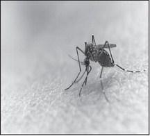Tips to prevent West Nile Virus