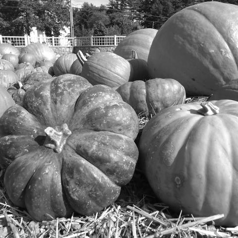 The Walhalla Chamber of Commerce invites you to come and take part in the 21st annual Giant Pumpkinfest on Sept. 27. activities.