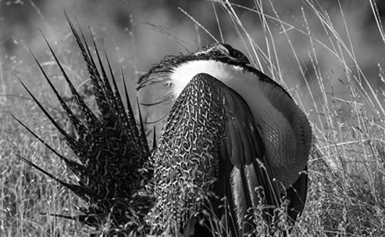 North Dakota is fortunate to have a small sage grouse population. Photo by North Dakota Game and Fish’s Ashley Peterson