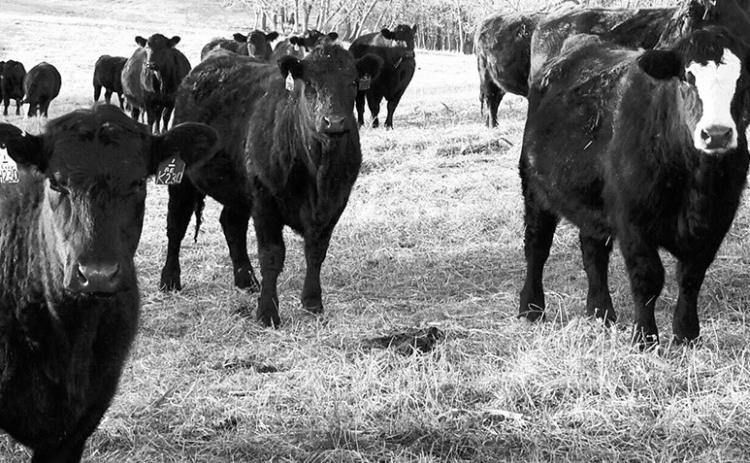 Cattle roam in a pasture near Killdeer in southwest North Dakota. (Jeff Beach/North Dakota Monitor)