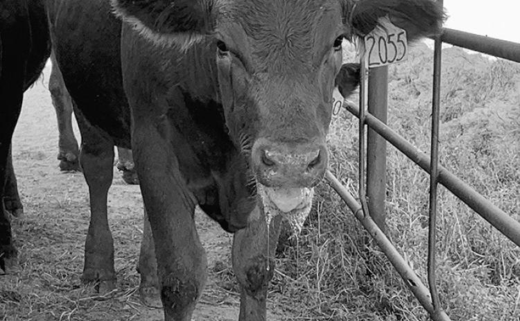 This calf exhibits a high panting score and foaming of the mouth caused by heat stress. (NDSU photo)