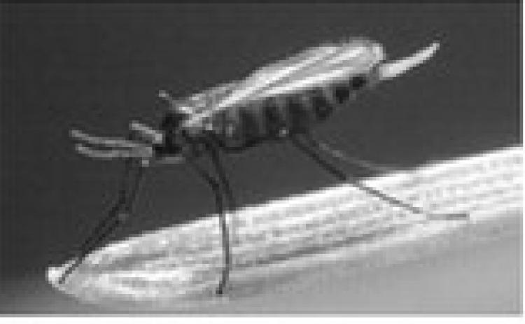 A female adult hessian fly with a reddish black body and long black legs. Courtesy: Scott Bauer, USDA Agricultural Research Service, Bugwood.org.
