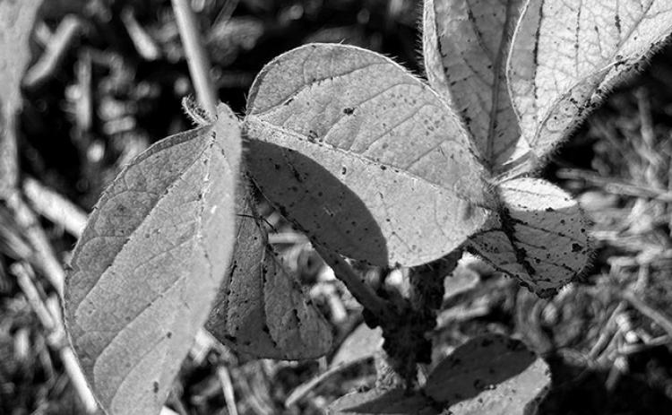 Selecting a soybean variety with IDC tolerance is an important management decision that can help producers minimize the negative impact of chlorosis on yield. NDSU photo