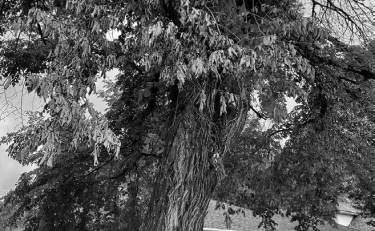 An American elm in Bowman, North Dakota, shows symptoms of Dutch elm disease. (NDSU photo)