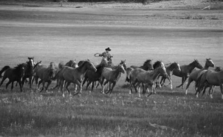 Theodore Roosevelt National Park releases report on wild horses
