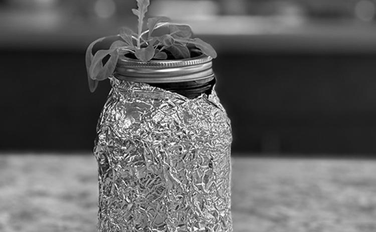 The Kratky method is a simple, low-maintenance way to grow plants hydroponically, meaning without soil. The method works best for fast-growing plants like lettuce, spinach and herbs. (NDSU photo)