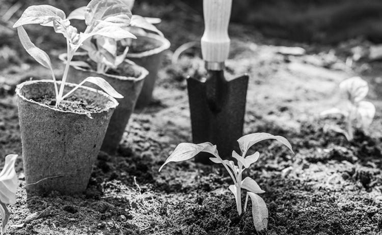 NDSU Extension's Field to Fork webinars will provide information about growing, preserving and preparing speciality-crop fruits and vegetables. (Pixabay photo)