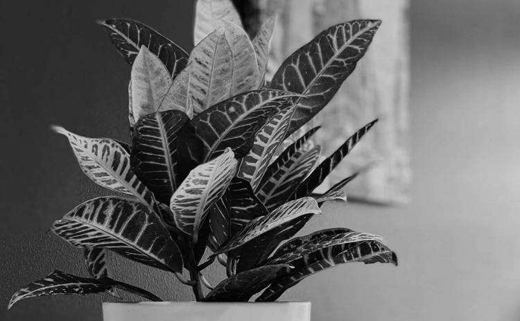 Croton plants are popular, simply for their colorful foliage. Photo by Unsplash.