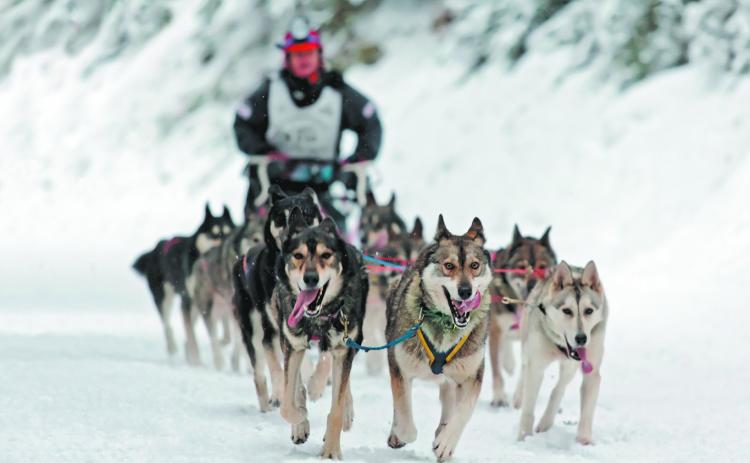 Dog sledding presentation set