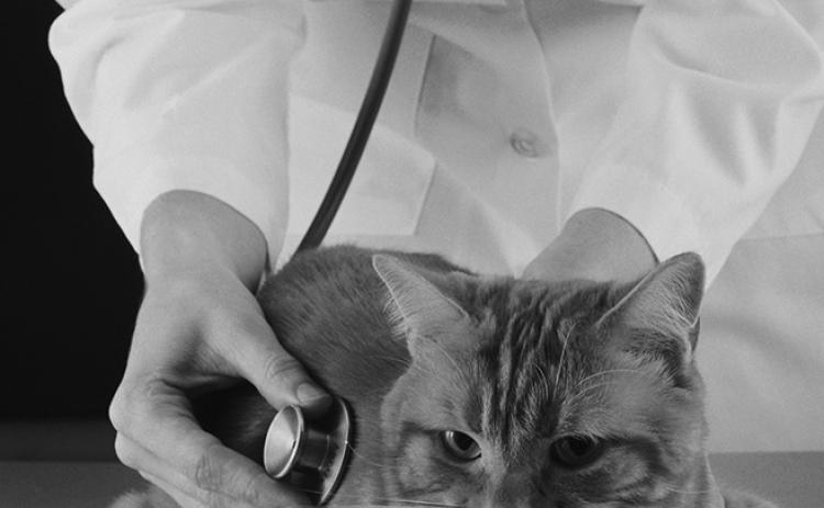New veterinary services coming to Pembina County