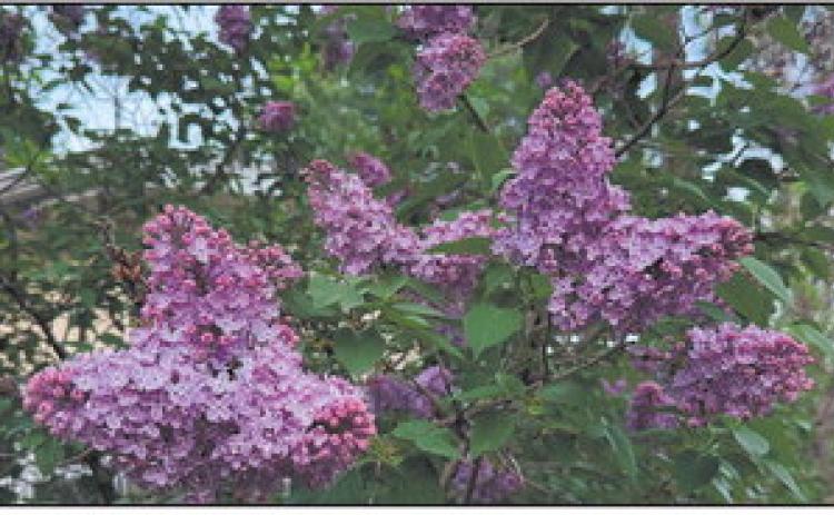 A common lilac showing off its 2026 blossoms – the same plant that blossomed in fall 2025 after being heavily infected with the fungus Pseudocercospora. (NDSU photo)