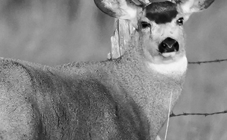 The 2024 spring index for mule deer in the badlands was 1% higher than 2023, but 4% below the long-term average. Photo courtesy of NDGF.