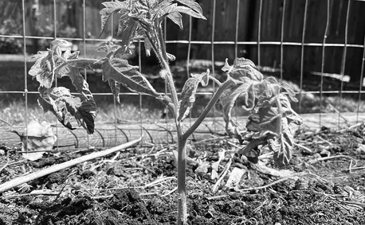 To get the most out of your tomato plants, NDSU Extension shares some helpful gardening tips. NDSU photo