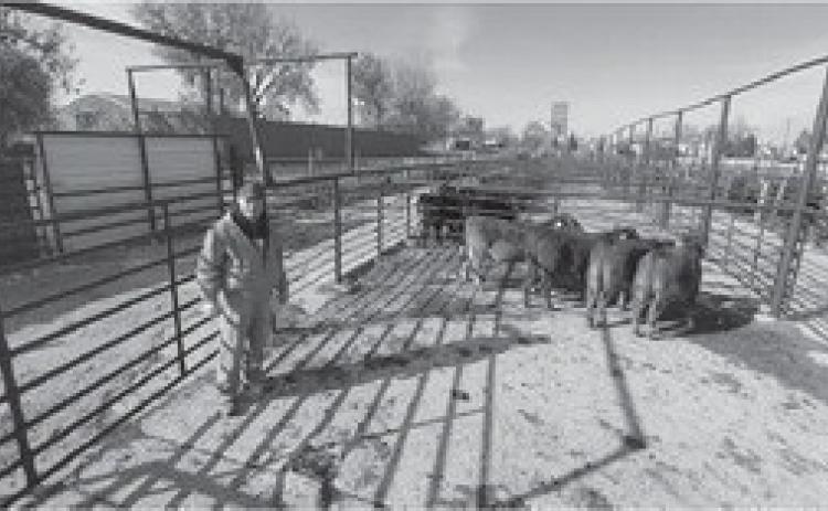 25th Annual Dakota Feeder Calf Show and Feedout set