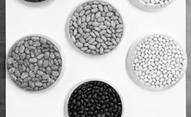 The webinar will feature experts discussing a range of topics about dry beans and nutrition. (NDSU photo). (NDSU photo)