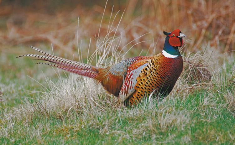 Pheasants are released each year prior to the Youth Pheasant Opener.