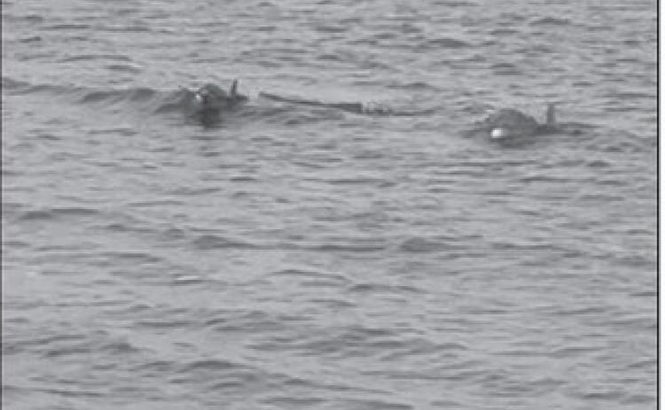Certain death – two killer dolphins bearing down on our pontoon.