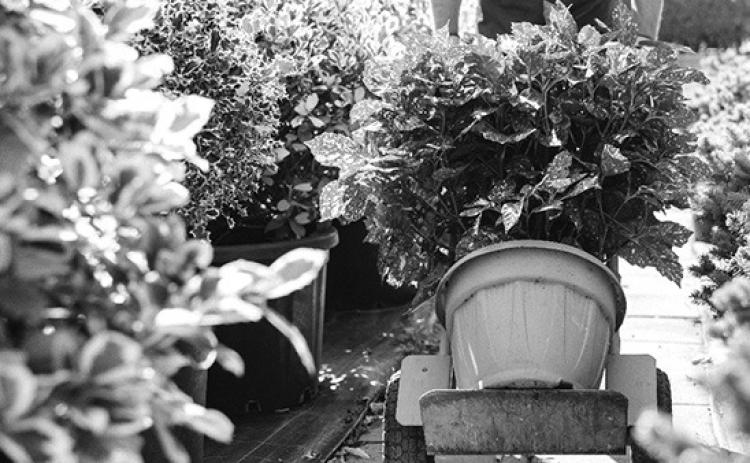 Make sure trees, shrubs are winter hardy before purchasing