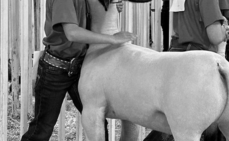 Livestock exhibitors must follow the North Dakota State Board of Animal Health regulations. NDSU photo