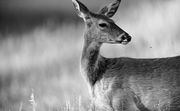 Testing for CWD is important for the future of North Dakota’s deer herd