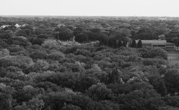 The urban forest canopy is an investment in this North Dakota community. NDSU photo