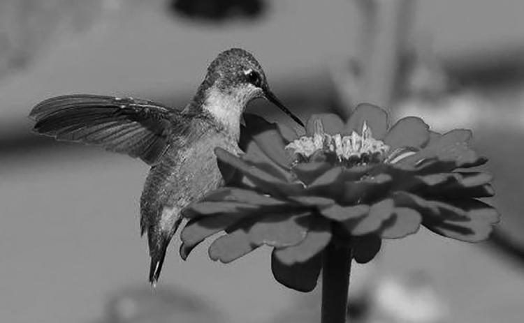 Humming bird feasting on a Zinnia. Photo by Mike Alan Steinfeldt.