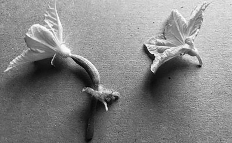 Cucumber plants produce separate female flowers (left) and male flowers (right). NDSU photo