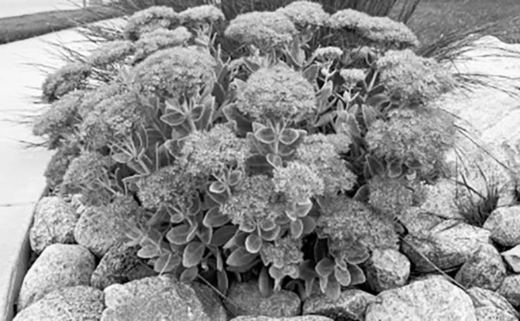 Sedums are part of the succulent family, and many varieties are suited for gardens in zone 3. NDSU photo
