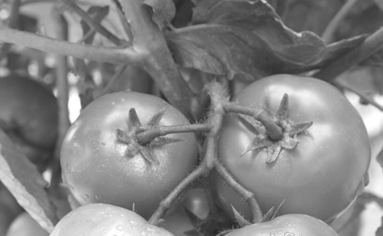 Take steps to ripen tomatoes before frost.