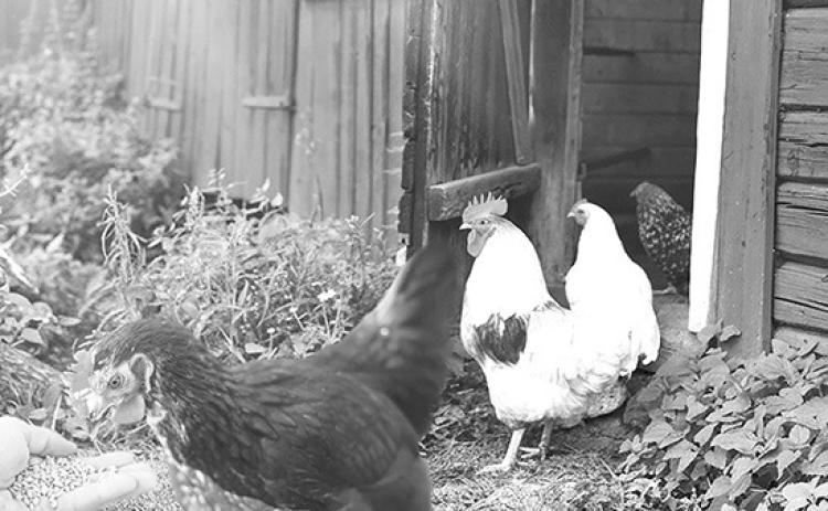All poultry owners, regardless of flock size, should practice appropriate biosecurity to protect from HPAI.