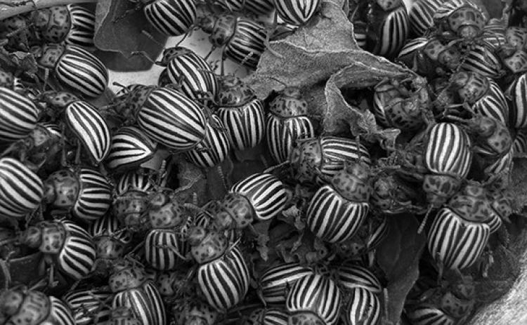 Colorado potato beetles are notorious for developing resistance to many insecticides. (NDSU photo)