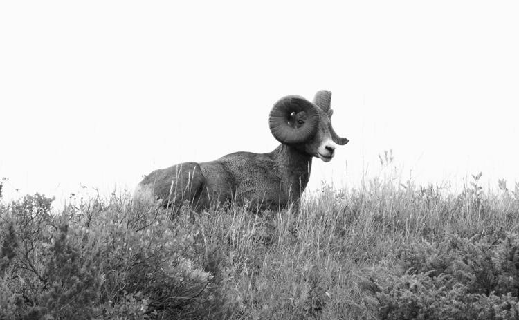 Currently, about 480 bighorns make up the populations managed by the North Dakota Game and Fish Department, National Park Service and the Three Affiliated Tribes Fish and Wildlife Division. Photo by Ashley Peterson.