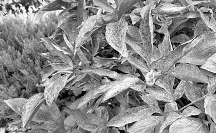 Unlike many fungal diseases, powdery mildew does not require water on the leaves to infect the plant. NDSU photo