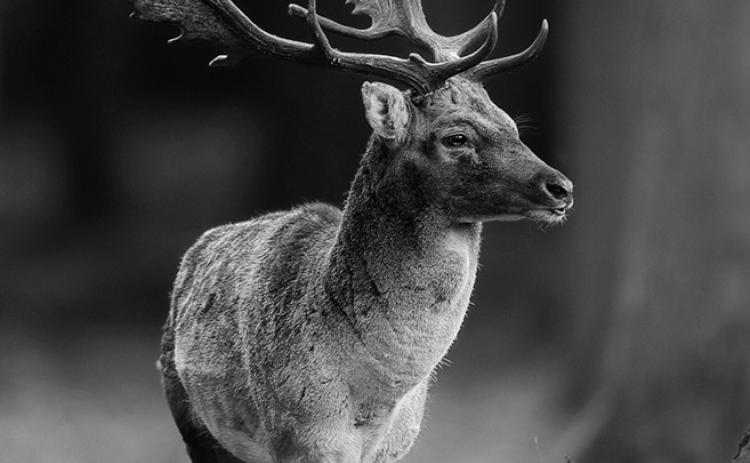 Elk and other migratory big game rely on large and connected landscapes to meet their daily, seasonal and annual needs.