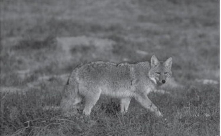 The coyote survives winter in North Dakota. Photo by NDGF Ashley Peterson