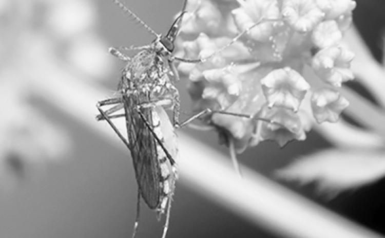 North Dakota is home to over 40 species of mosquito, including the everpopular inland floodwater mosquito. Flickr photo by Katja Schulz