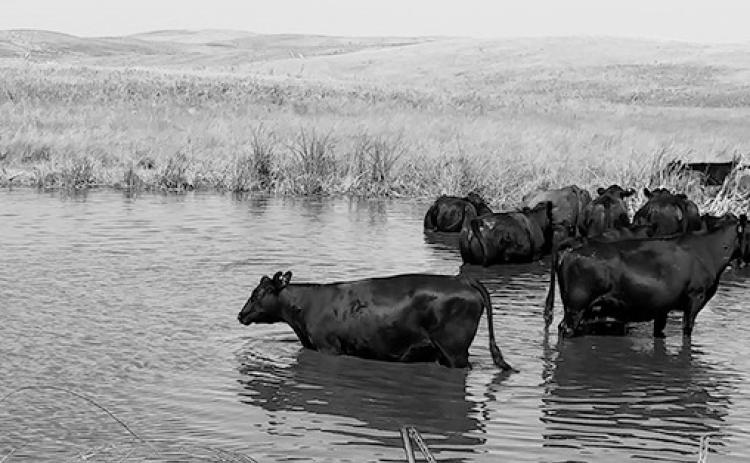 Having access to good-quality water is one of the limiting factors for cattle in most grazing systems. (NDSU photo)