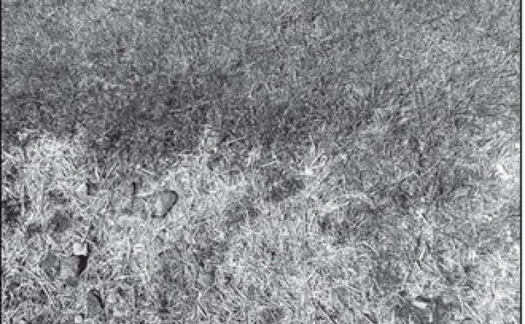Cool-season grasses go dormant in hot temperatures, making them turn brown.
