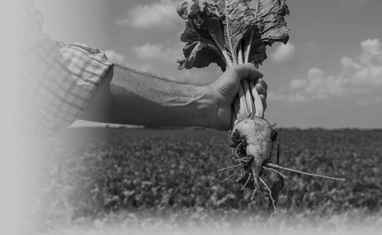 Sugarbeet harvest wraps up