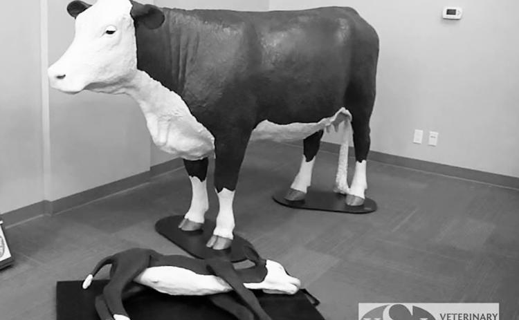 New this year, a cow and calf simulators will allow participants to practice assisting with abnormal deliveries. NDSU photo