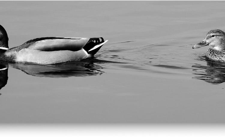 North Dakota’s breeding duck numbers decline again