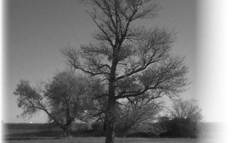 “And all the trees of the field shall know that I, the LORD, brought down the high tree and exalted the low tree, dried up the green tree and made the dry tree flourish; I the LORD, have spoken and have done it” (Ezekiel 17:24-25, NKJV).