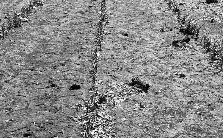 Hail damaged field in Traill County. Photo courtesy of Countryside Insurance Agency.