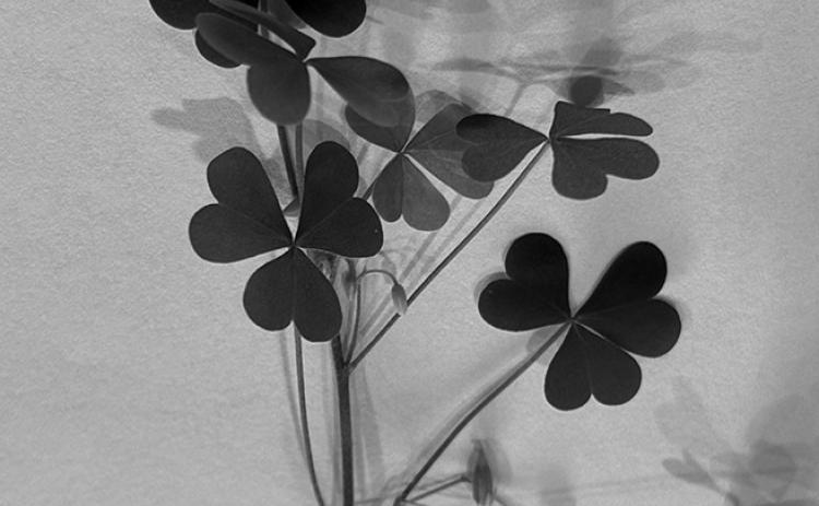 Yellow wood sorrel has heart-shaped leaflets and explosive seed pods. NDSU photo