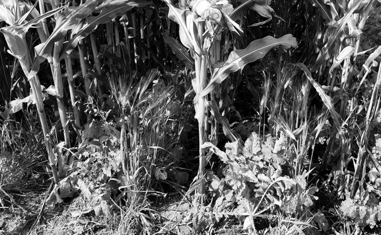Farmers for Soil Health is a farmer-driven initiative for farmers aimed at improving soil health through the adoption of cover crops. (NDSU photo)