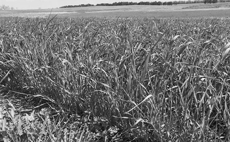 The rapid maturation of winter rye makes the timing of harvest critical to ensure optimum nutrient content for livestock. (NDSU photo)