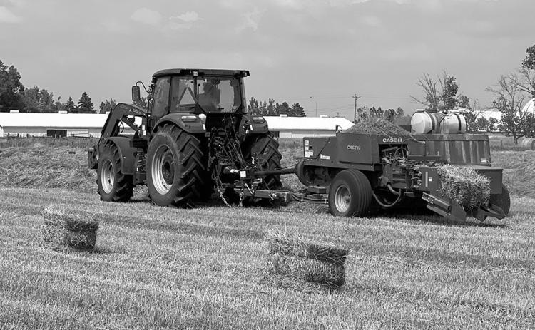If moisture content is not down to the proper level prior to baling, heat damage can occur. (NDSU photo)