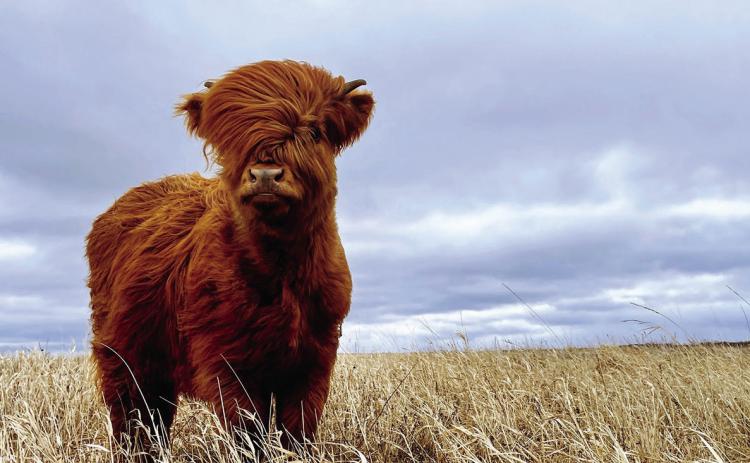 NDFB Photo Contest winners announced