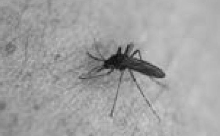 West Nile, the key is prevention